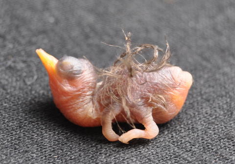 Nestling of Aglaeactis castelnaudii