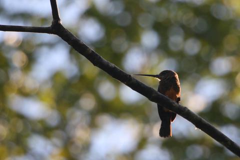 Adult foraging beside the road