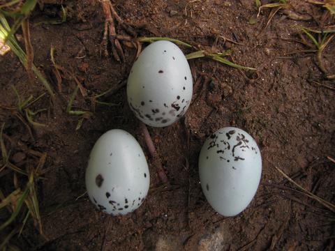 Eggs of Red-bellied Grackle