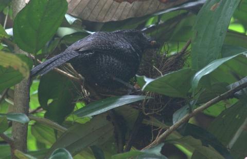 Adult male Frederickena fulva feeding nestlings.