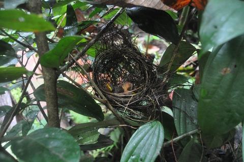 Nest of Frederickena fulva
