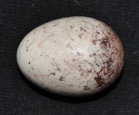 Egg of Frederickena fulva